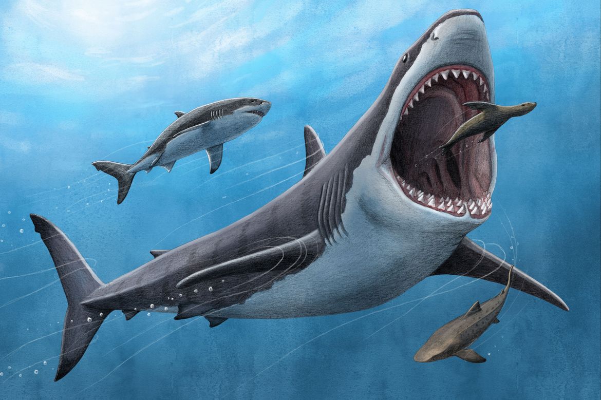 Megalodon eating seal illustration