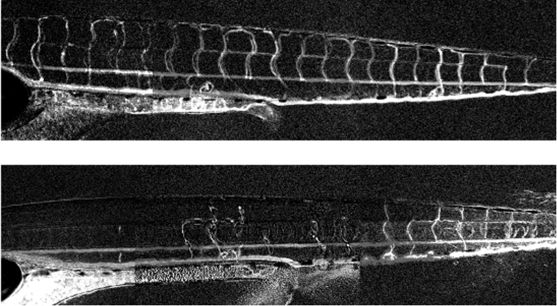 An image of a five-day-old zebra fish embryo the researchers used for their work
